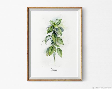 Базилик акварель