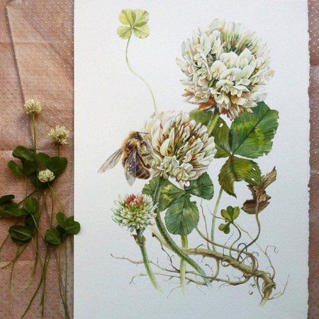 Ботаническая акварель Клевер