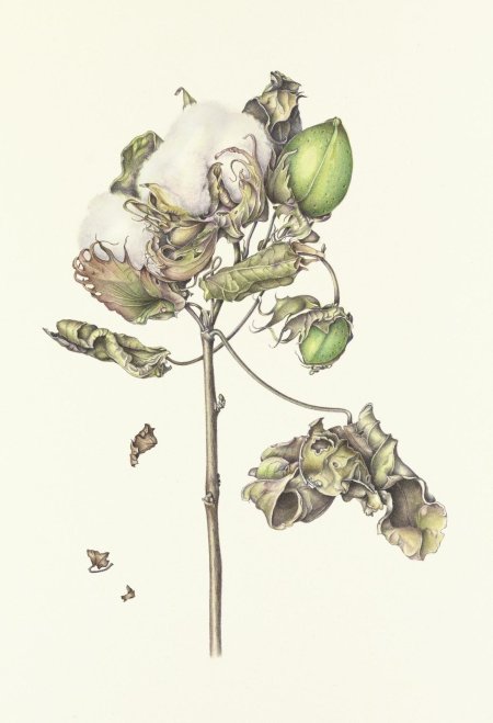 Хлопчатник Ботаническая иллюстрация