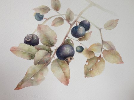 Марина правник акварель