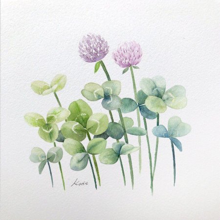 Ботаническая акварель Клевер