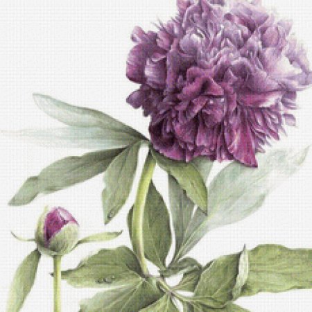 Ботанические иллюстрации Elaine Searle