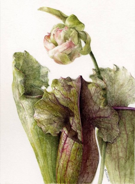 Элейн Сирл английская художница