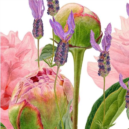 Carolyn Jenkins - Ботаническая живопись