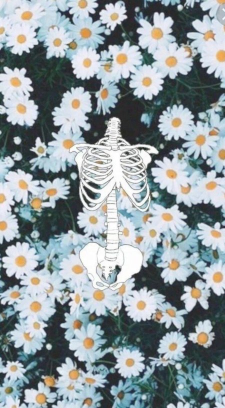 Ромашки Эстетика