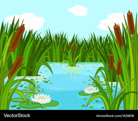 Озеро с камышами и кувшинками