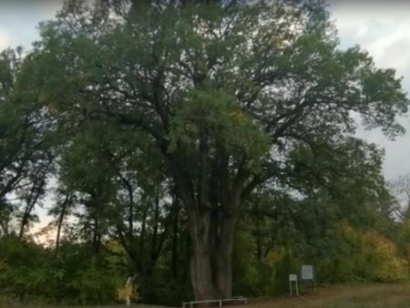 Николай Заболоцкий одинокий дуб