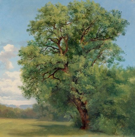 Александр калам пейзаж с дубами 1859