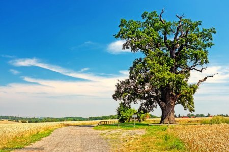 Николай Заболоцкий одинокий дуб