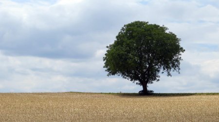 Одинокий дуб