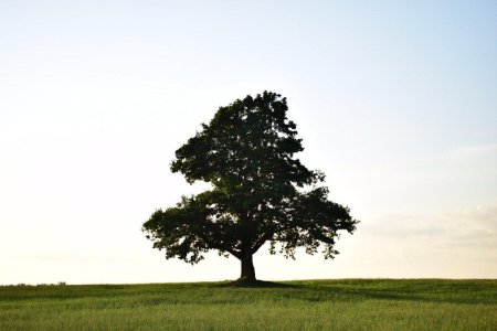 Дуб парк Фредвилл, Нонингтон, Великобритания