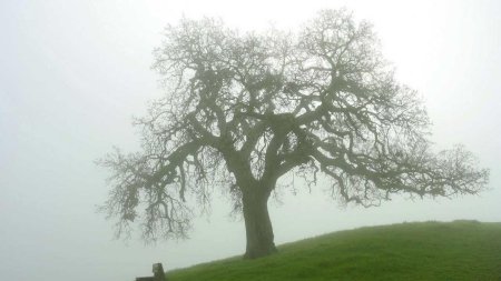 Ветвистое дерево