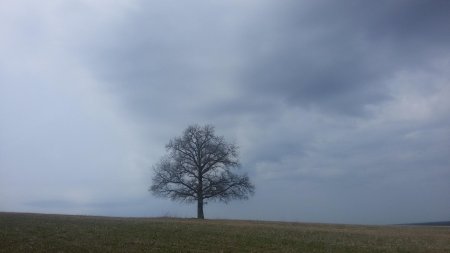 Одинокий дуб Заболоцкий