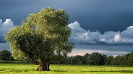 Одинокое дерево