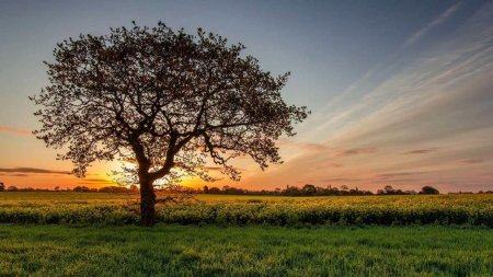 Дерево в поле