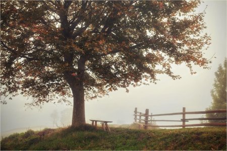 Старый клен старый клен