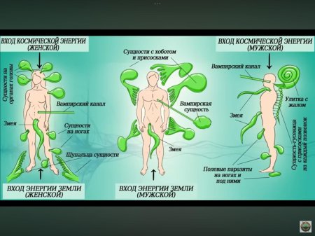 Лярвы энергетические паразиты
