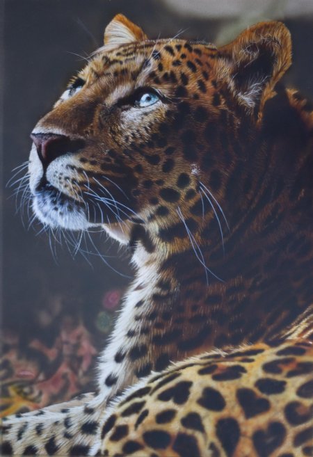 Картинки леопарда красивые