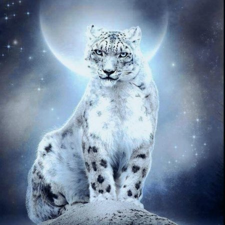 Снежный Барс (Ирбис, снежный леопард)