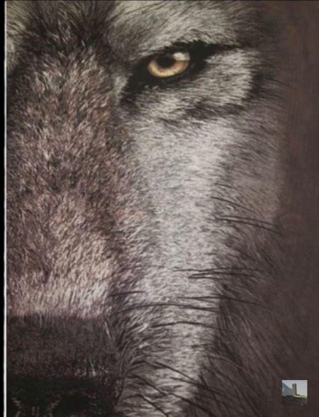 Волк суровый взгляд