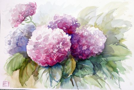 Гортензия акварель
