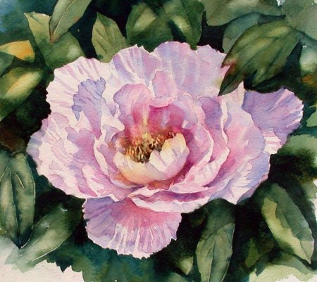 Энн Мортимер пионы