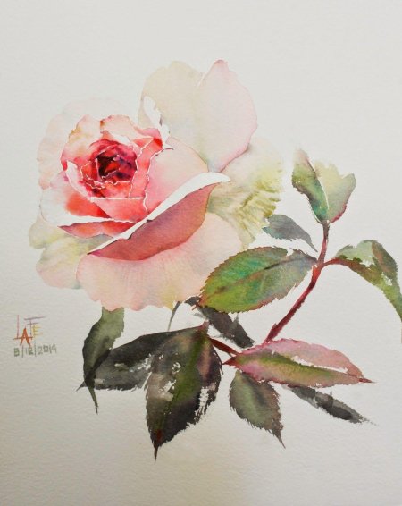 Художник ла Фе розы акварелью