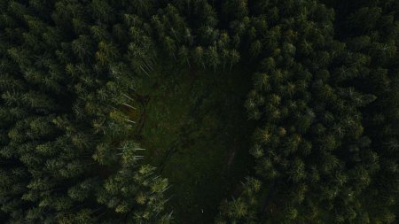 Лес вид сверху