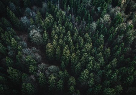 Лес вид сверху