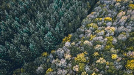 Лес вид сверху