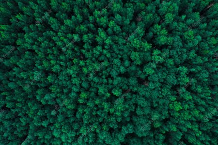Текстура леса сверху