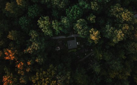 Лес вид сверху ДНД