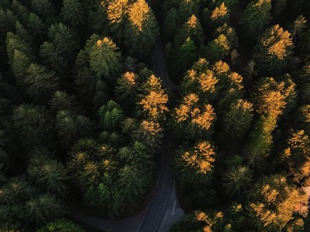 Лес вид сверху