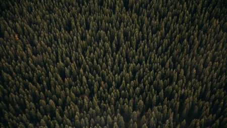 Лес сверху