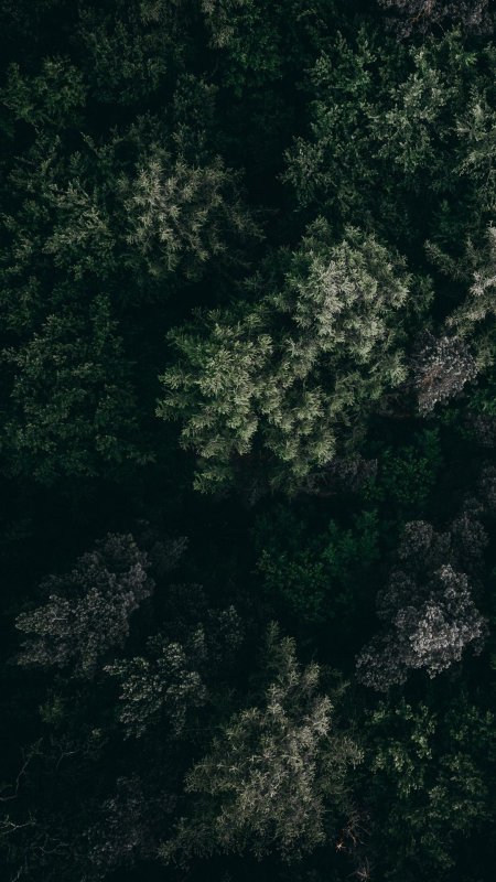 Темный лес сверху