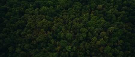 Лес сверху