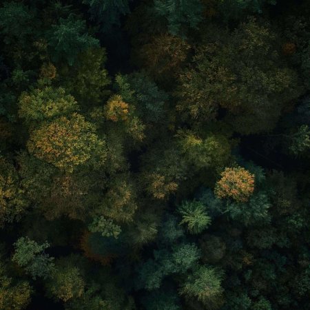 Лес вид сверху
