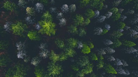 Лес вид сверху
