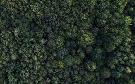 Лес вид сверху