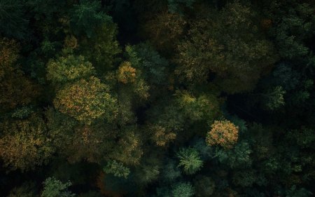 Лес сверху