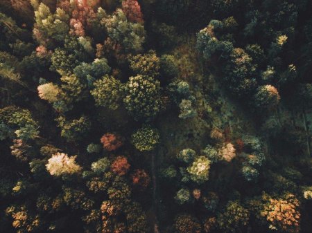 Лес вид сверху