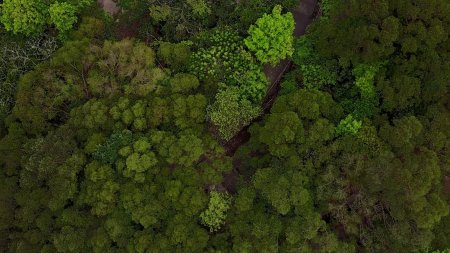 Лес вид сверху