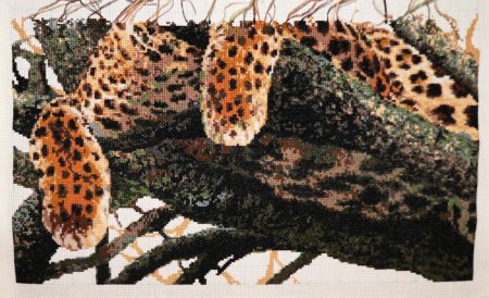 Риолис леопард