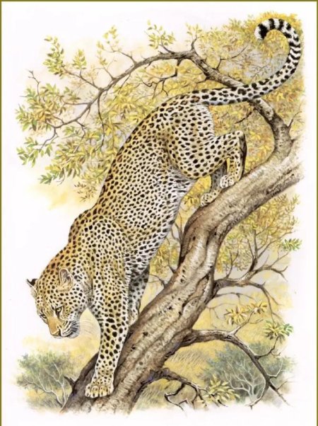 Роберт Даллет семейство кошачьи