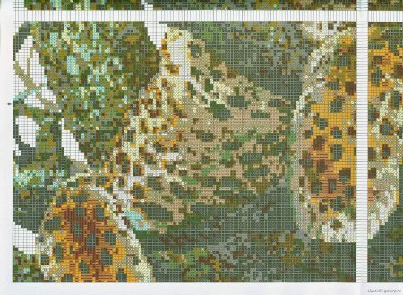 Риолис леопард