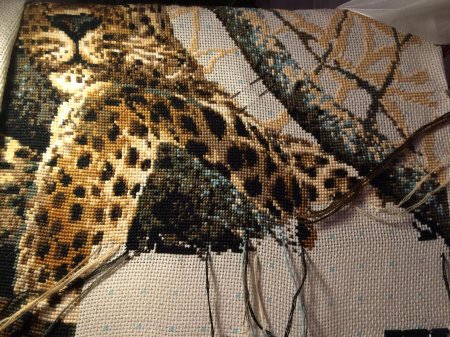 Риолис леопард