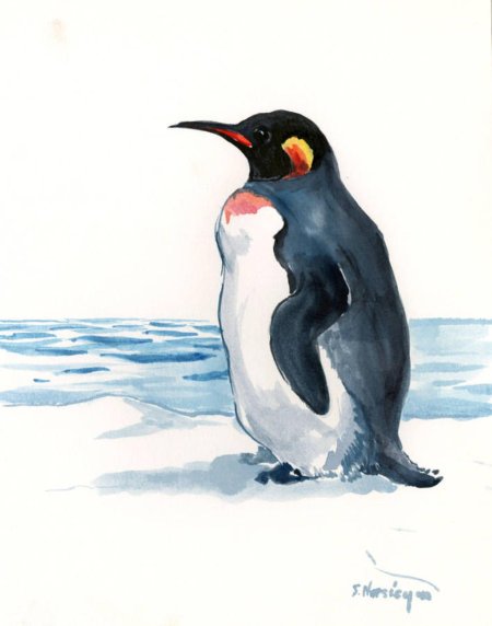 Пингвин акварелью