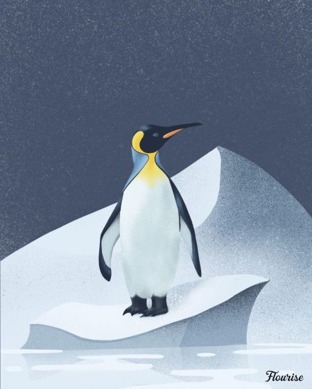 Королевский Пингвин рисунок