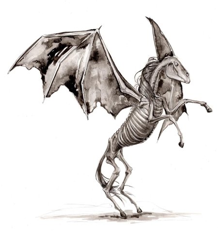 Фестрал Гарри Поттер