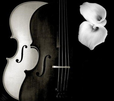 Скрипка на черном фоне